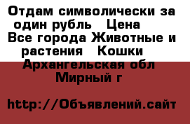 Отдам символически за один рубль › Цена ­ 1 - Все города Животные и растения » Кошки   . Архангельская обл.,Мирный г.